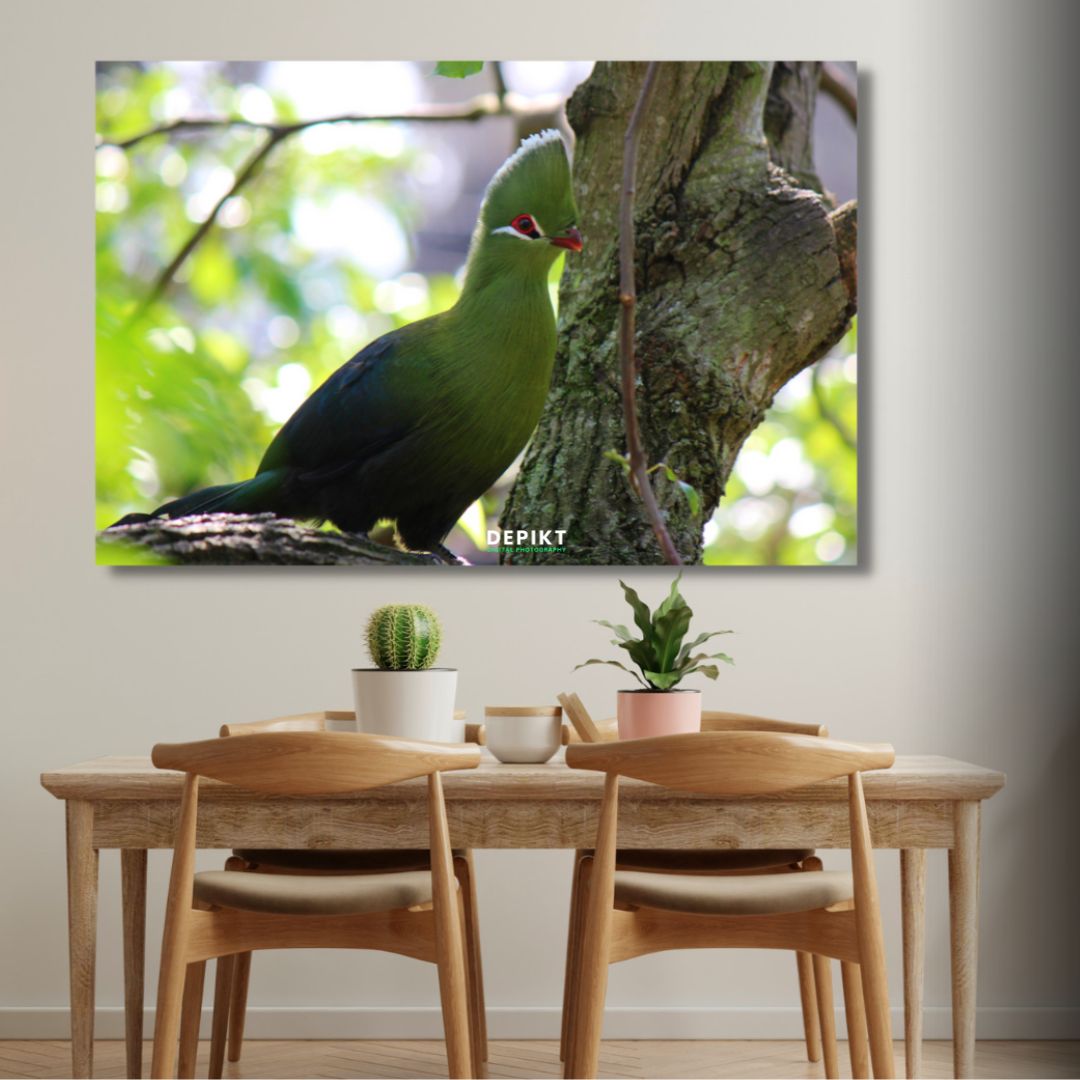 Knysna Turaco